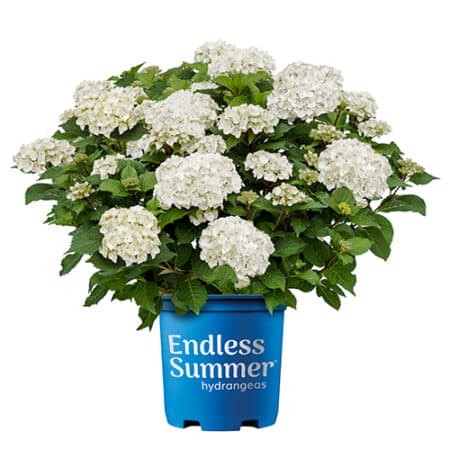 Endless Summer Hydrangea Dream Cloud Shrub