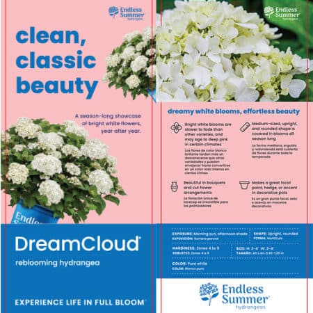 Endless Summer Hydrangea Dream Cloud Shrub - Image 5