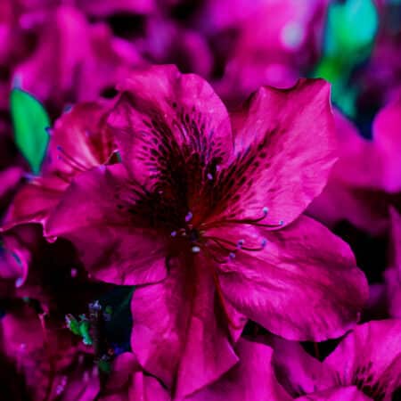 Encore Azalea Autumn Velvet Shrub (1 Gallon) - Image 2
