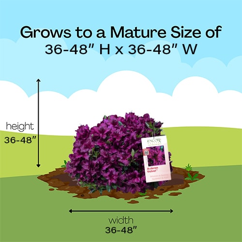 Encore Azalea Autumn Velvet Shrub - Image 6