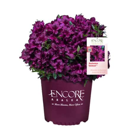 Encore Azalea Autumn Velvet Shrub (1 Gallon)