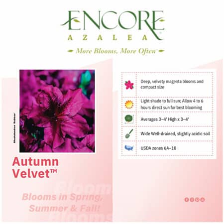 Encore Azalea Autumn Velvet Shrub (1 Gallon) - Image 3