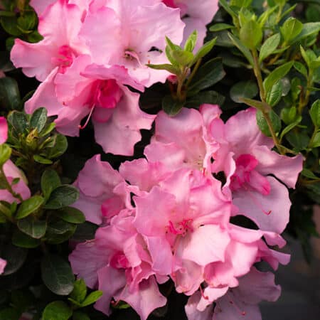 Encore Azalea Autumn Kiss Shrub (1 Gallon) - Image 2