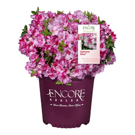 Encore Azalea Autumn Kiss Shrub (1 Gallon)