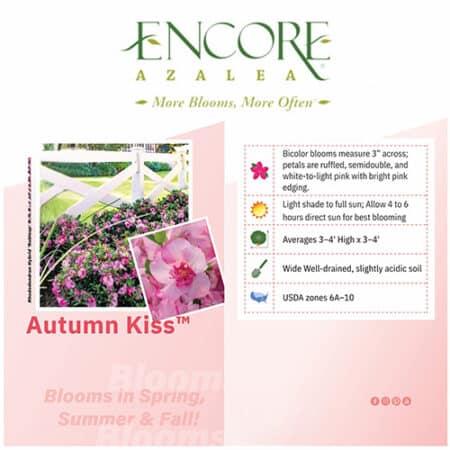Encore Azalea Autumn Kiss Shrub (1 Gallon) - Image 4