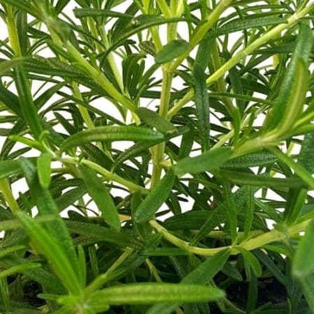 Rosemary Shrub, Decorative 11" Square Whiskey Barrel Planter - Image 3