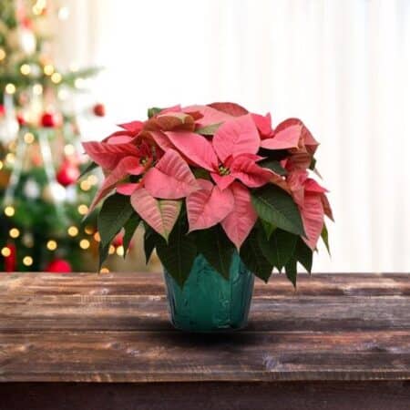 Poinsettia Pink - Image 3