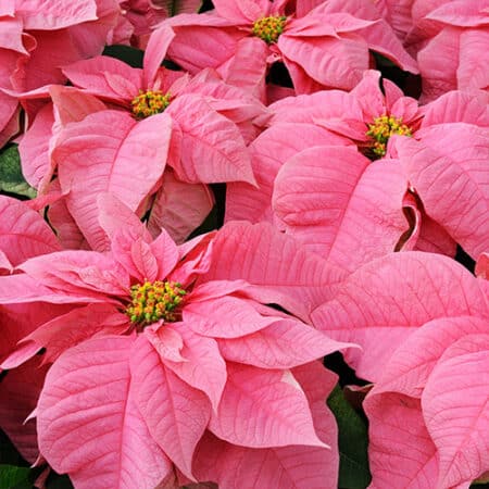 Poinsettia Pink - Image 2