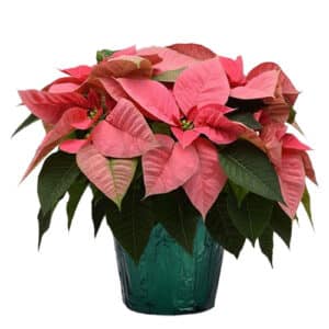 Poinsettia Pink