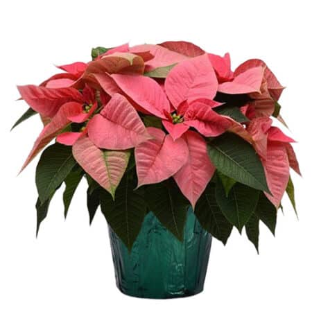 Poinsettia Pink