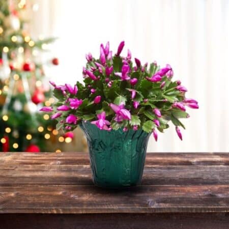 Christmas Cactus Purple - Image 3