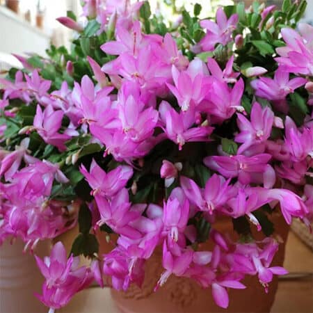 Christmas Cactus Purple - Image 2