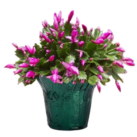 Christmas Cactus Purple