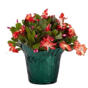 Christmas Cactus Red