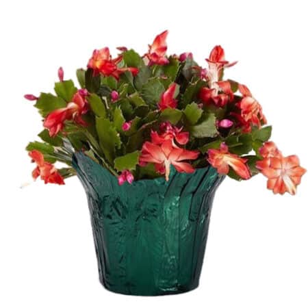 Christmas Cactus Red
