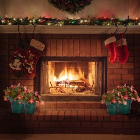 Christmas Cactus Red - Image 4