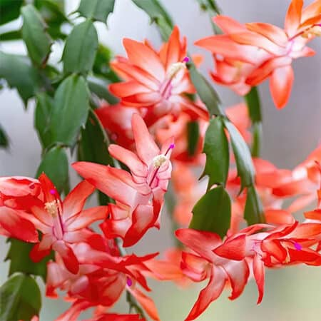 Christmas Cactus Red - Image 2