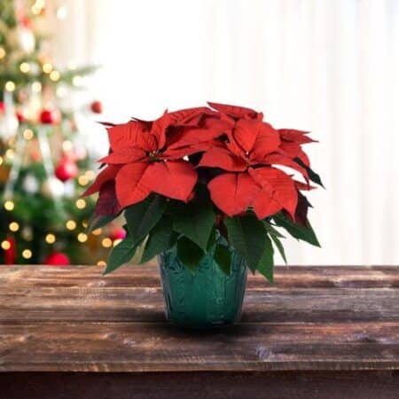 Poinsettia Red - Image 3