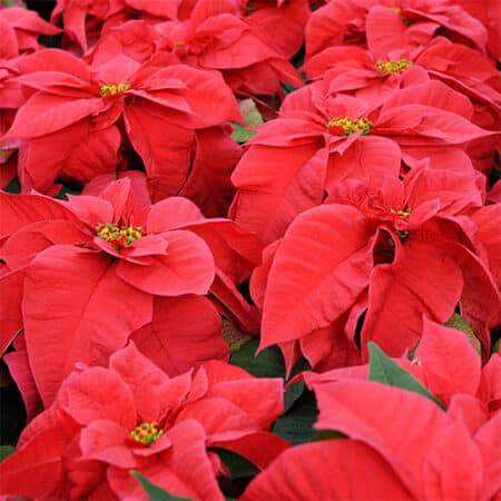 Poinsettia Red - Image 2
