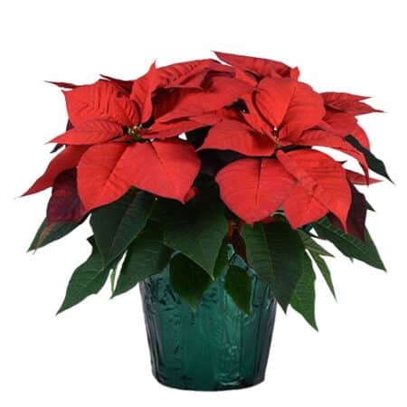 Poinsettia Red
