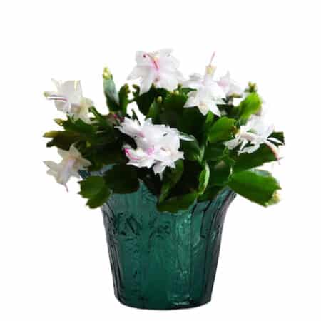 Christmas Cactus White