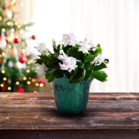 Christmas Cactus White - Image 3