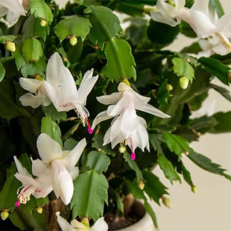 Christmas Cactus White - Image 2