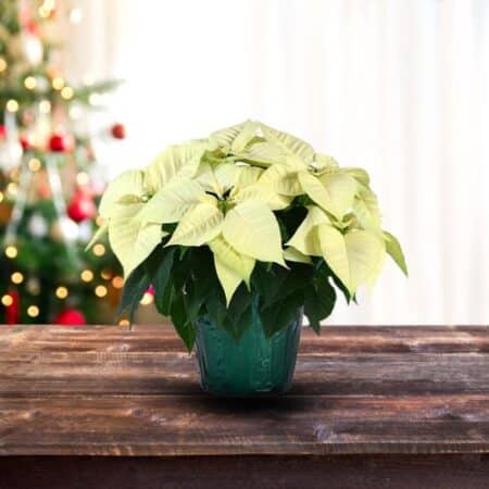 Poinsettia White - Image 3
