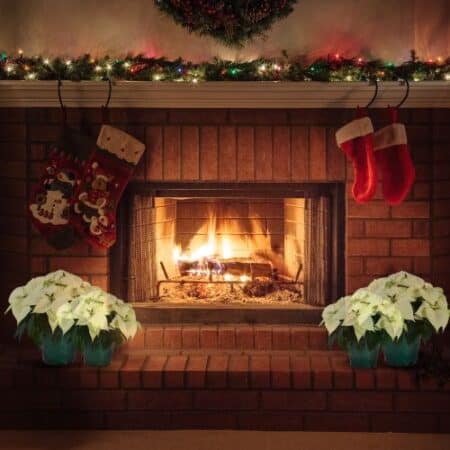 Poinsettia White - Image 4