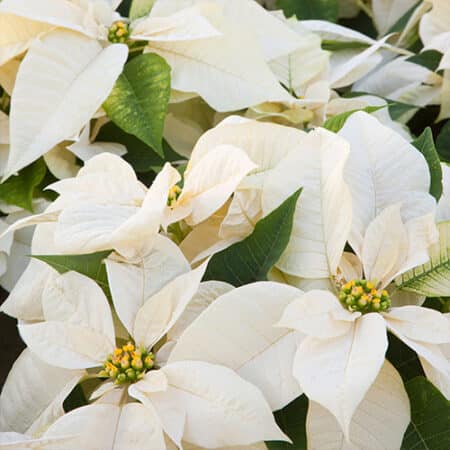 Poinsettia White - Image 2
