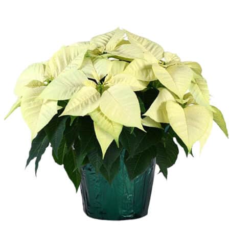 Poinsettia White