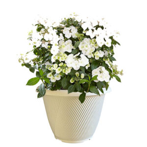 Proven Winners Hydrangea Fairytrail Bride (10" Decorative Container)