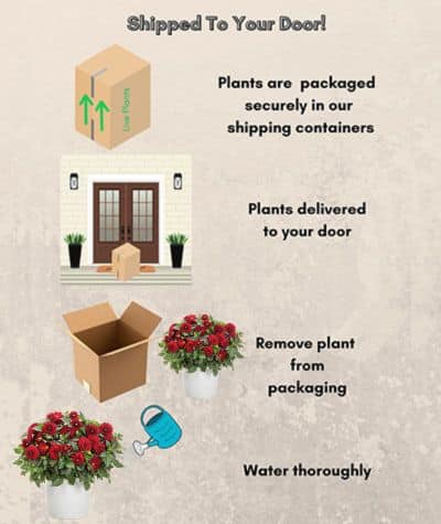 Dahlia Red Annual (2.6 Quart) - Image 4