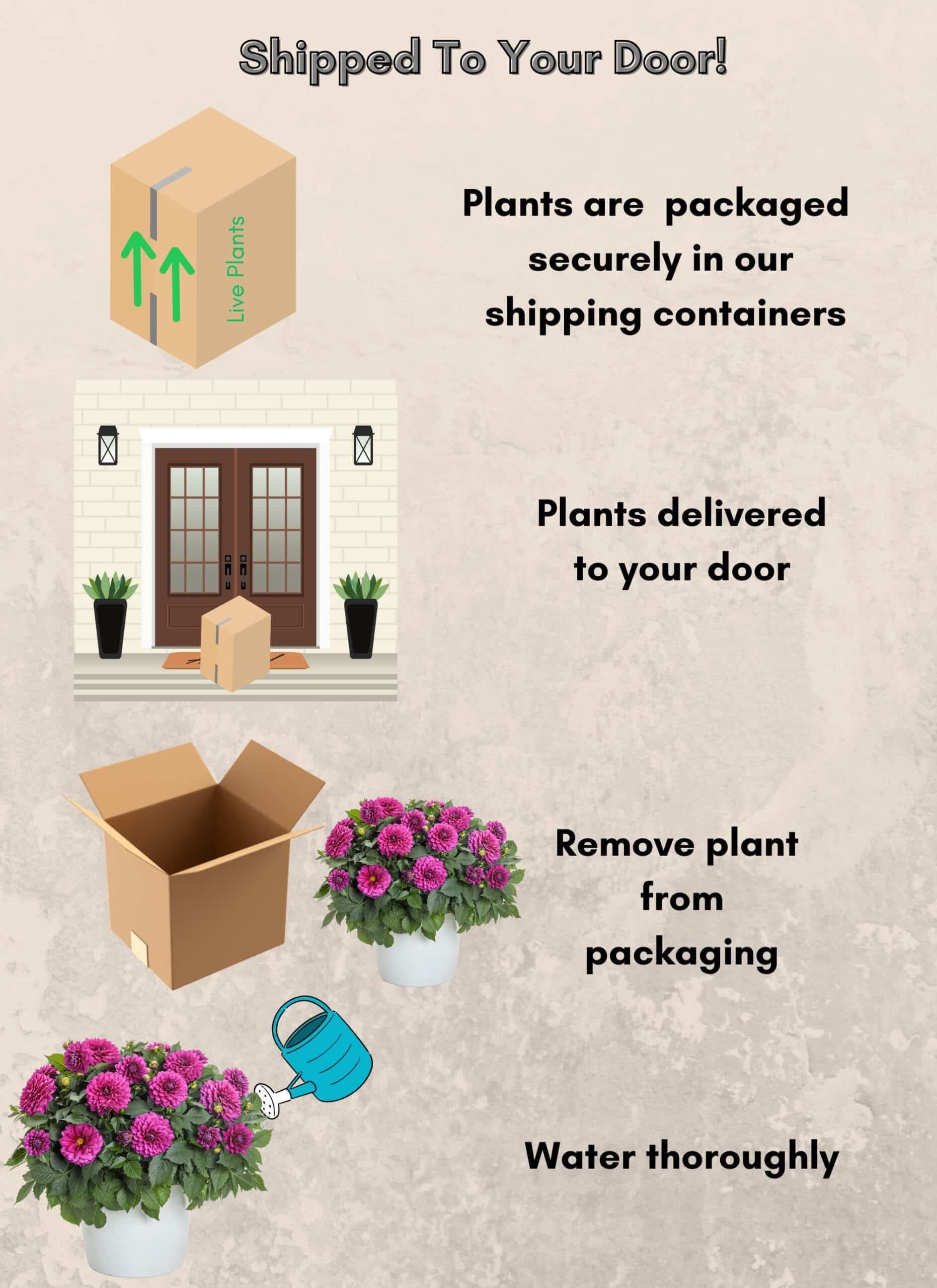 Dahlia Purple Annual (2.6 Quart) - Image 4