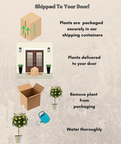 The Easy Bee-zy Knock Out Tree® Rose Plant with Bright Yellow Blooms (12" Decorative Container) - Image 6