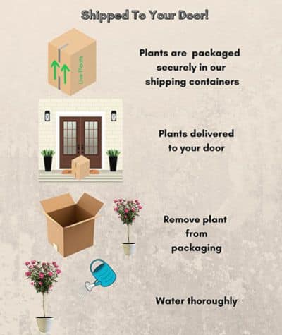 The Double Knock Out Tree® Rose Plant with Bright Bubblegum Pink Blooms (12" Decorative Container) - Image 5