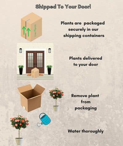 The Orange Glow Knock Out Tree® Rose Plant with Orange Blooms (12" Decorative Container) - Image 7