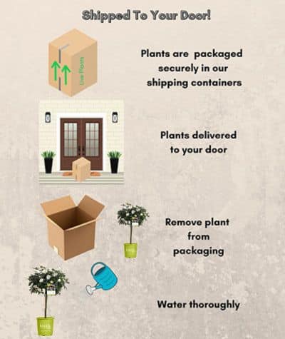 The White Knock Out Tree® Rose Plant with Pure White Blooms (3 Gallon) - Image 6