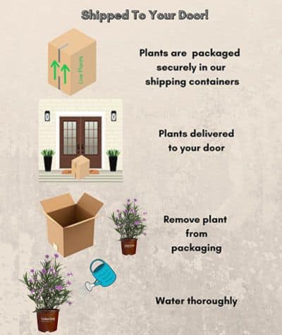 Southern Living Plant Collection Mexican Petunia Annual (2.6 Quart) - Image 5