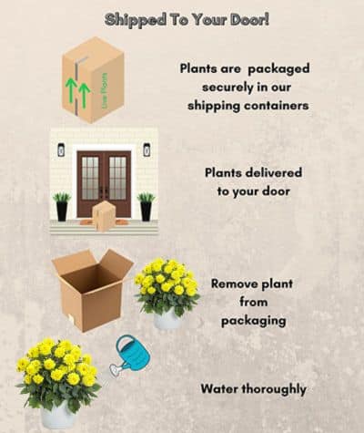 Dahlia Yellow Annual (2.6 Quart) - Image 4