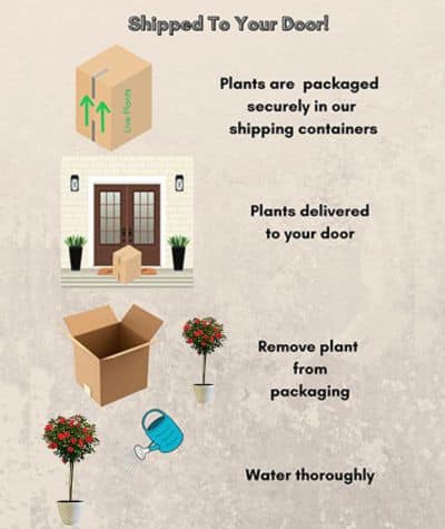 The Double Knock Out Tree® Rose Plant with Vibrant Cherry Red Blooms (12" Decorative Container) - Image 6