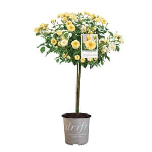 The Buttercream Drift Tree® Rose Plant with Light Yellow Blooms (3 Gallon)