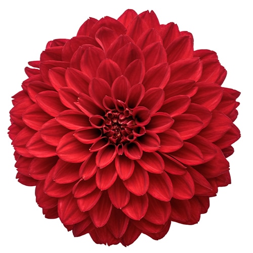 Dahlia Red Annual (2.6 Quart) - Image 2