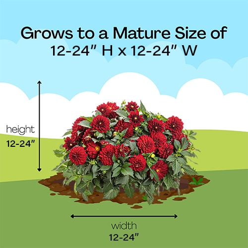 Dahlia Red Annual (2.6 Quart) - Image 6