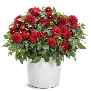Dahlia Red Annual (2.6 Quart)