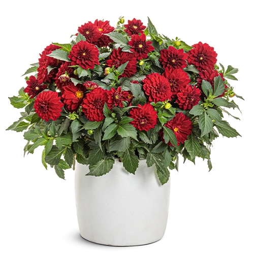 Dahlia Red Annual (2.6 Quart)