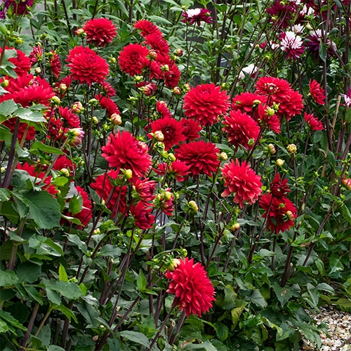 Dahlia Red Annual (2.6 Quart) - Image 3