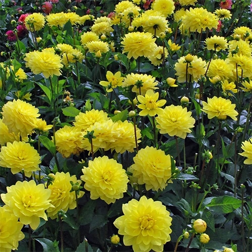 Dahlia Yellow Annual (2.6 Quart) - Image 3