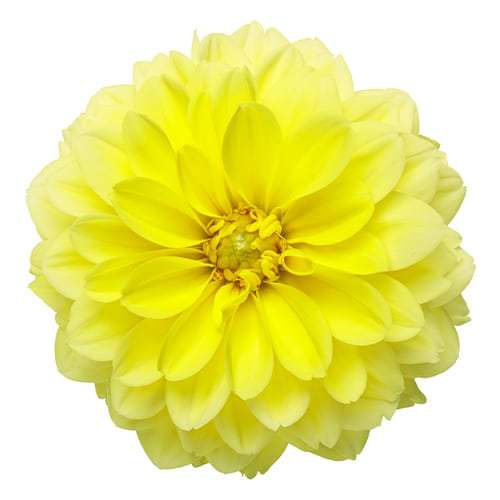 Dahlia Yellow Annual (2.6 Quart) - Image 2
