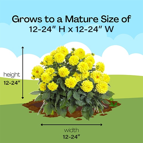 Dahlia Yellow Annual (2.6 Quart) - Image 6